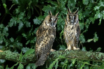 Long-Eared Owl, asio otus, standing on Branch, Normandy
