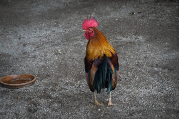 Rooster at a petting zoo
