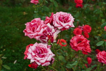 Beautiful flower in a botanical garden 
