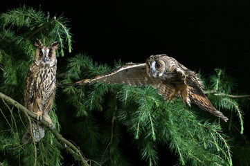 Long-Eared Owl, asio otus, in Flight, Normandy