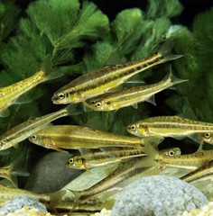 Minnow, phoxinus phoxinus