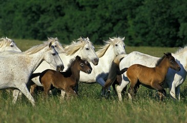 Camargue Horses, Herd standing in Meadow