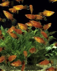 Mickey Mouse Platy, xiphophorus maculatus