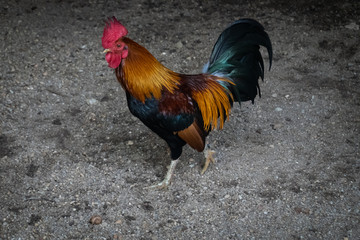 Rooster at a petting zoo