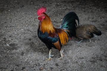 Rooster at a petting zoo