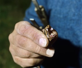 Asp Viper, vipera aspis, Snake Being Milking for Venom