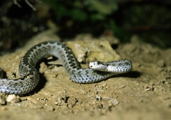 Meadow Viper, vipera ursinii