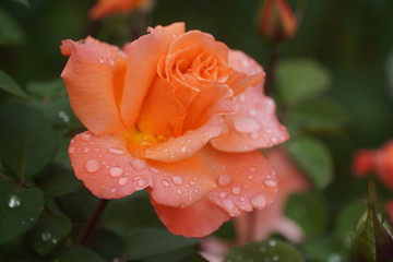 Beautiful closeup of rose flower with raindrops on it