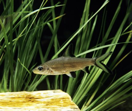 Bala Shark, balantiocheilus melanopterus