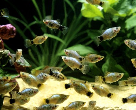 Parrot Platy, xiphophorus variatus
