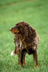 Picardy Spaniel Dog standing on Grass