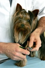Yorkshire Terrier with Veterinary, Cutting claws