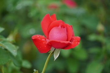 Beautiful closeup of rose flower with raindrops on it