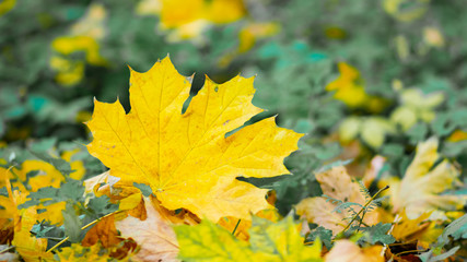 Autumn season leafs. Fallen maple leaves in the forest. Golden maple leaf on blurred yellow background. Autumn concept
