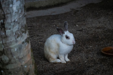 Cute Rabbits at petting zoo