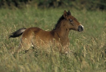 Camargue Horse, Foal standing in High Grass