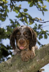 Picardy Spaniel Dog, Pup