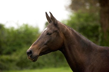 Obraz premium Akhal Teke, Horse Breed from Turkmenistan, Mare