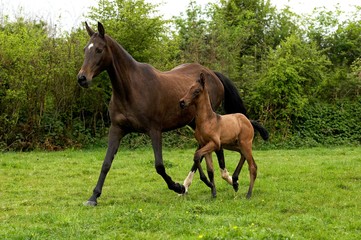 Akhal Teke, Horse Breed from Turkmenistan, Mare and Foal