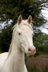 Fototapeta na wymiar Akhal Teke, Horse Breed from Turkmenistan, Mare