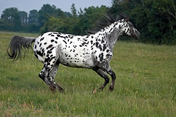 Appaloosa Horse Galloping