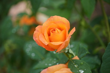 Beautiful closeup of rose flower with raindrops on it
