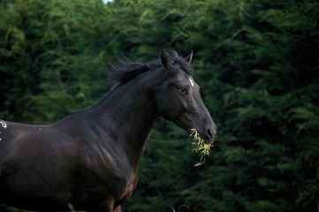 Obraz na płótnie Canvas Appaloosa Horse eating Grass