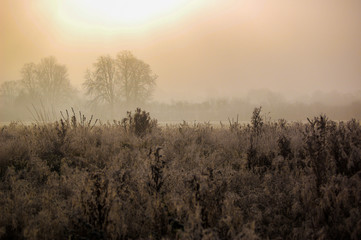 Morning frost on the fields