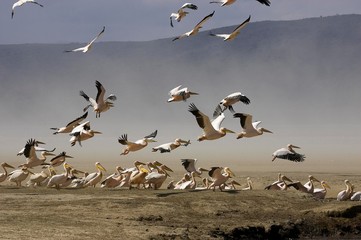 Great White Pelican, pelecanus onocrotalus, Group in Flight, Colony at Nakuru Lake in Kenya