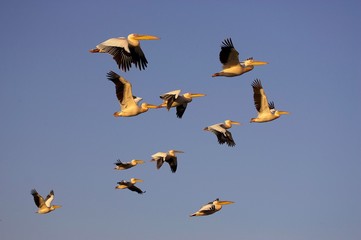 Great White Pelican, pelecanus onocrotalus, Group in Flight, Nakuru Lake in Kenya