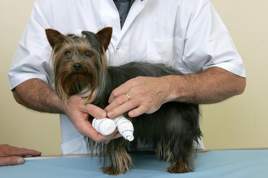 Yorkshire Terrier with Veterinary, Bandage