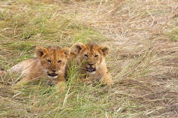 Fototapeta na wymiar African Lion, panthera leo, Cub at Masai Mara park in Kenya