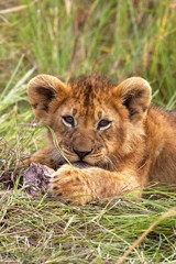 African Lion, panthera leo, Cub at Masai Mara park in Kenya