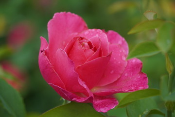 Beautiful closeup of rose flower with raindrops on it