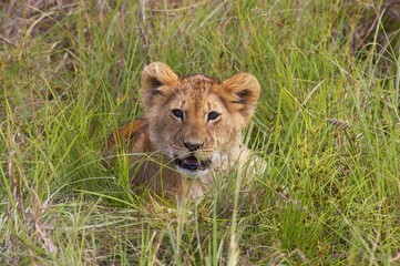 African Lion, panthera leo, Cub at Masai Mara park in Kenya