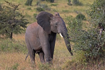 Obraz premium African Elephant, loxodonta africana, walking through Savannah, Masai Mara Park in Kenya