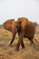 African Elephant, loxodonta africana, walking through Savannah, Masai Mara Park in Kenya