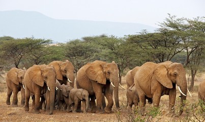 African Elephant, loxodonta africana, Herd walking through Savannah, Masai Mara Park in Kenya