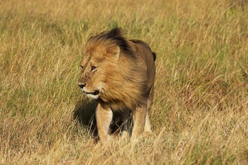 African Lion, panthera leo, Male at Masai Mara park in Kenya