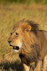 Naklejka na ściany i meble African Lion, panthera leo, Male at Masai Mara park in Kenya