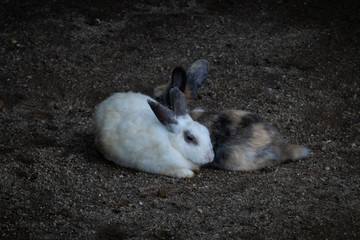 Cute Rabbits at petting zoo