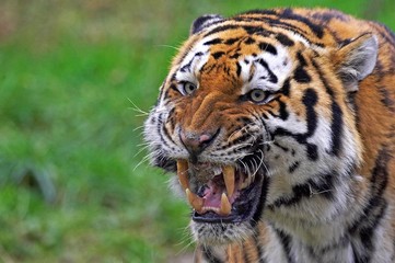 Fototapeta na wymiar Siberian Tiger, panthera tigris altaica, Portrait of Adult Snarling
