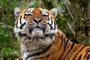 Siberian Tiger, panthera tigris altaica