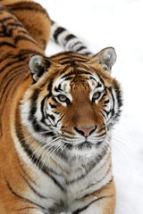 Fototapeta premium Siberian Tiger, panthera tigris altaica, standing on Snow