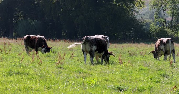 English longhorn cattle herd, Bos primigenius, grazing on farmland during a sunny summers day.
