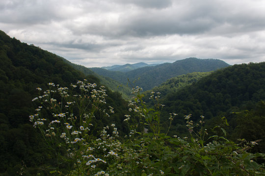 Landscape with mountains and storm clouds. wildflowers in the foreground