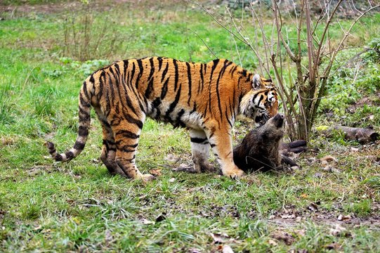 Siberian Tiger, panthera tigris altaica, with a Kill, a Wild Boar