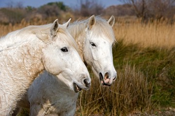Obraz premium Camargue Horses, Saintes Marie de la Mer in the South of France