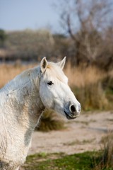 Obraz premium Camargue Horse, Saintes Marie de la Mer in the South of France