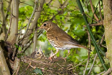 Song Thrush, turdus philomelos, Adult and Chicks at nest, Normandy